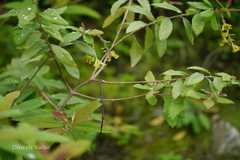 Wikstroemia canescens